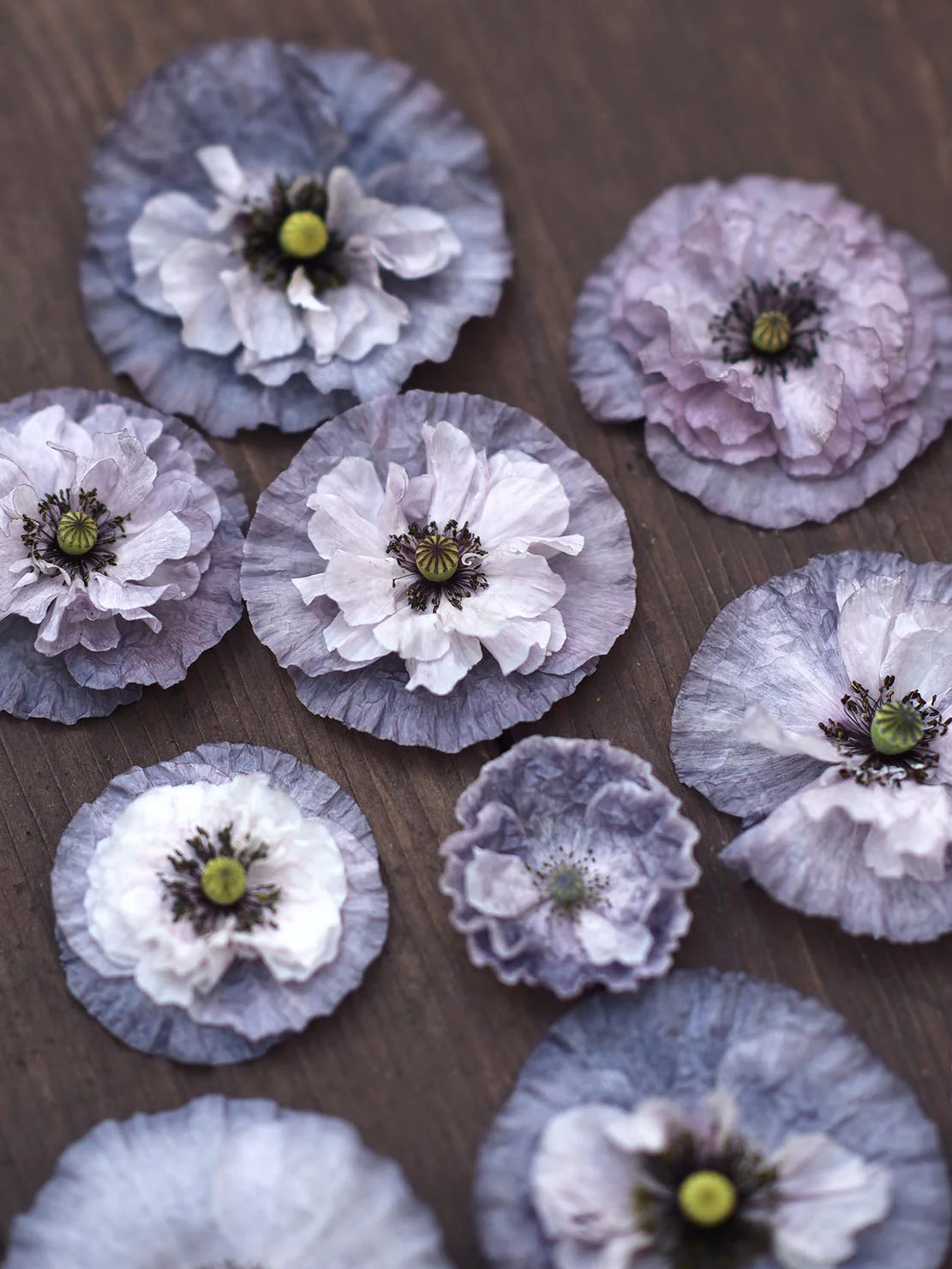 Kornvallmo 'Amazing Grey' - Image 7