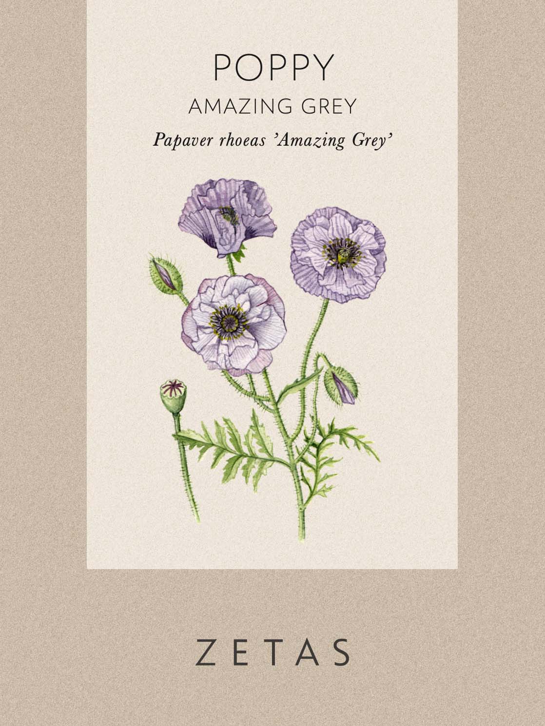 Kornvallmo 'Amazing Grey' - Image 8