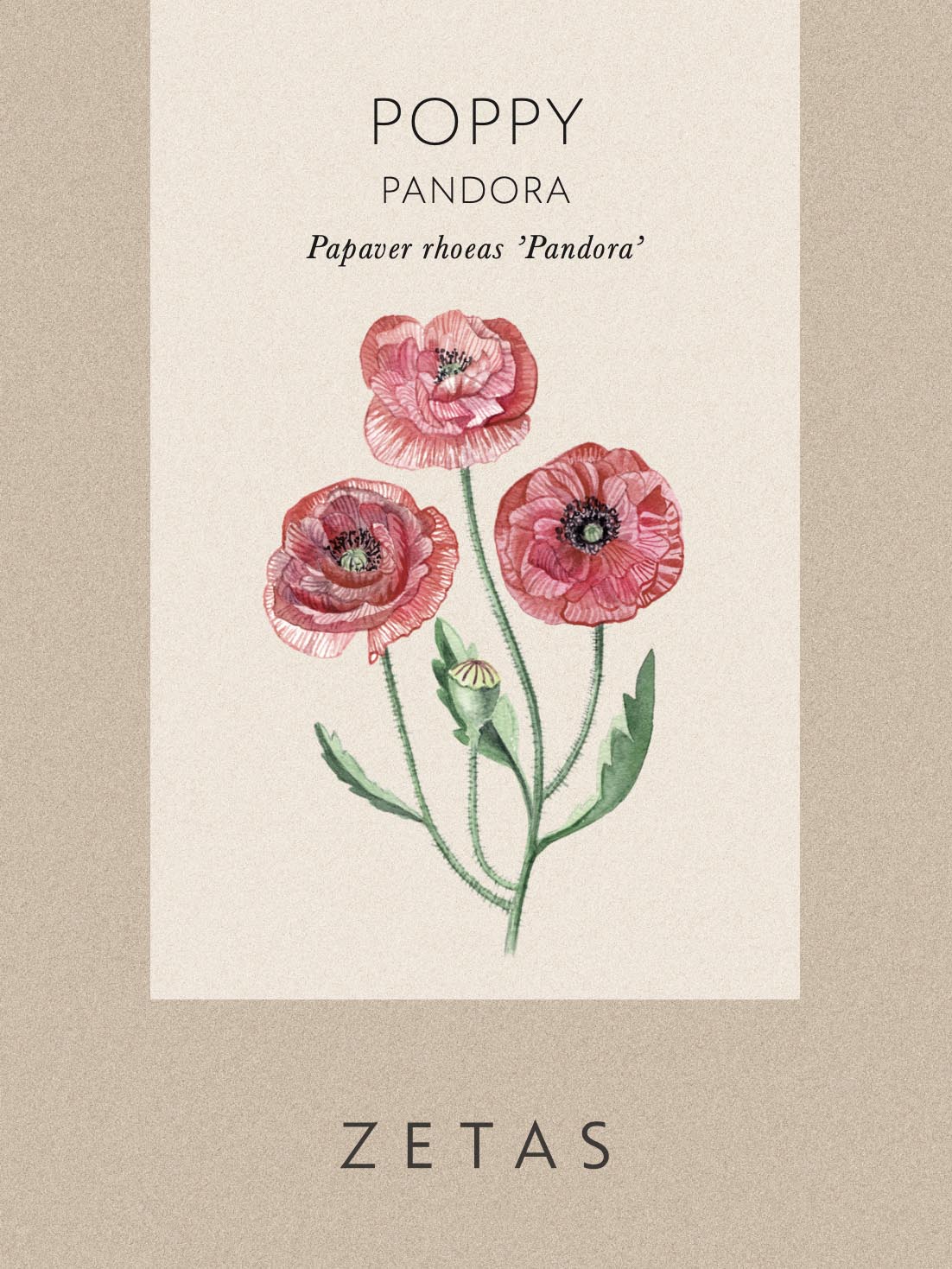 Kornvallmo 'Pandora' - Image 3