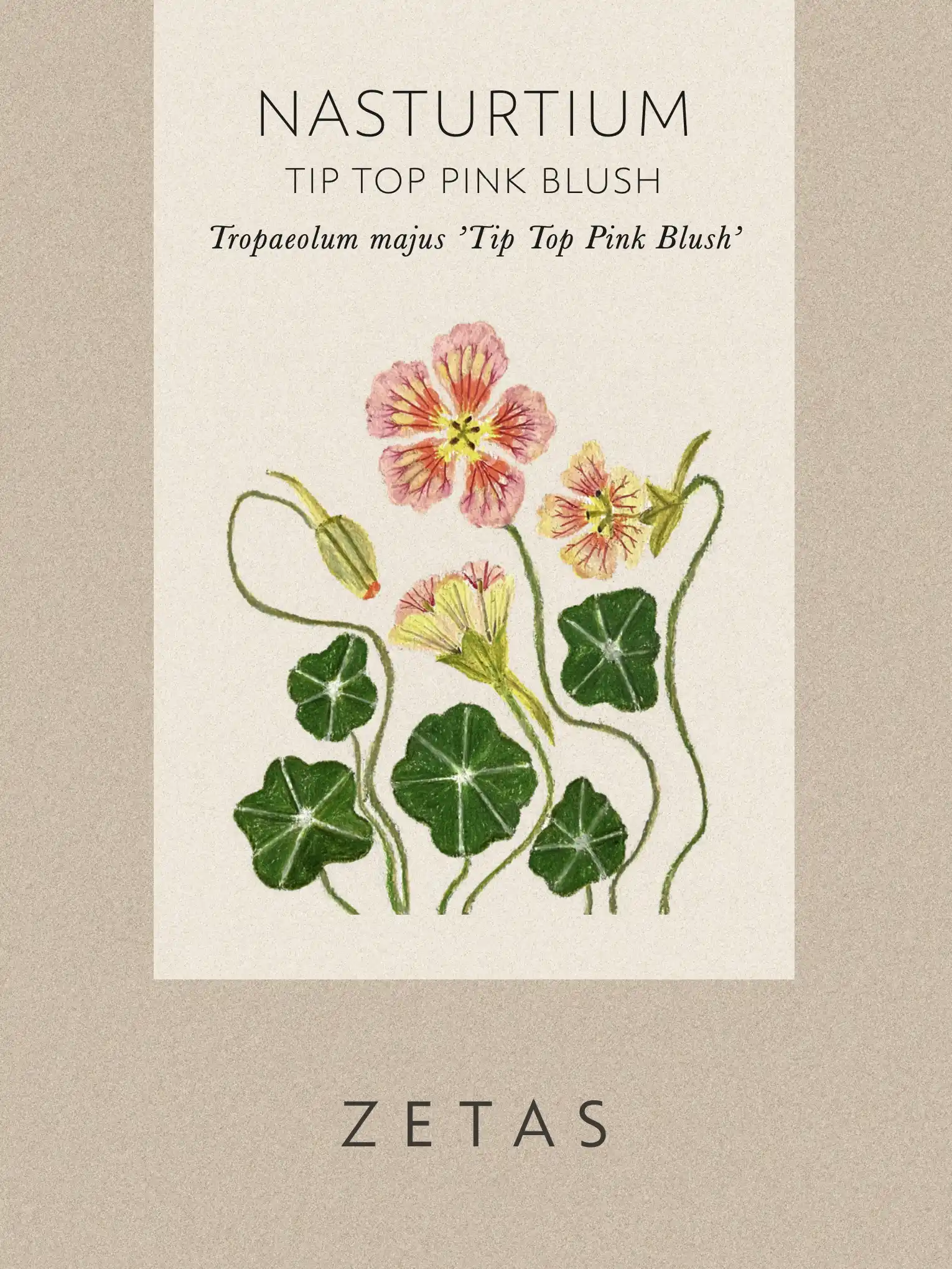 Krasse 'Tip Top Pink Blush' - Image 2
