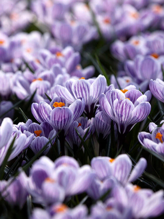 Miniatyrbild 1