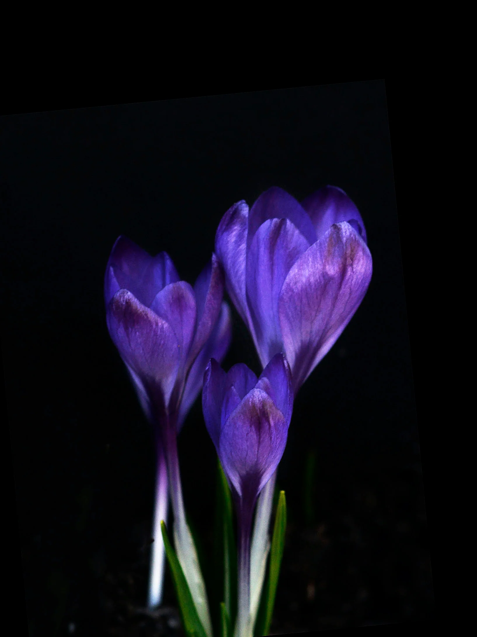 Miniatyrbild 1