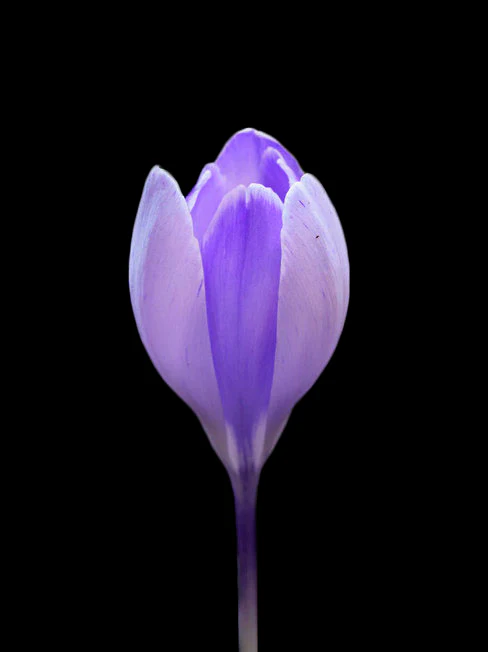 Miniatyrbild 1