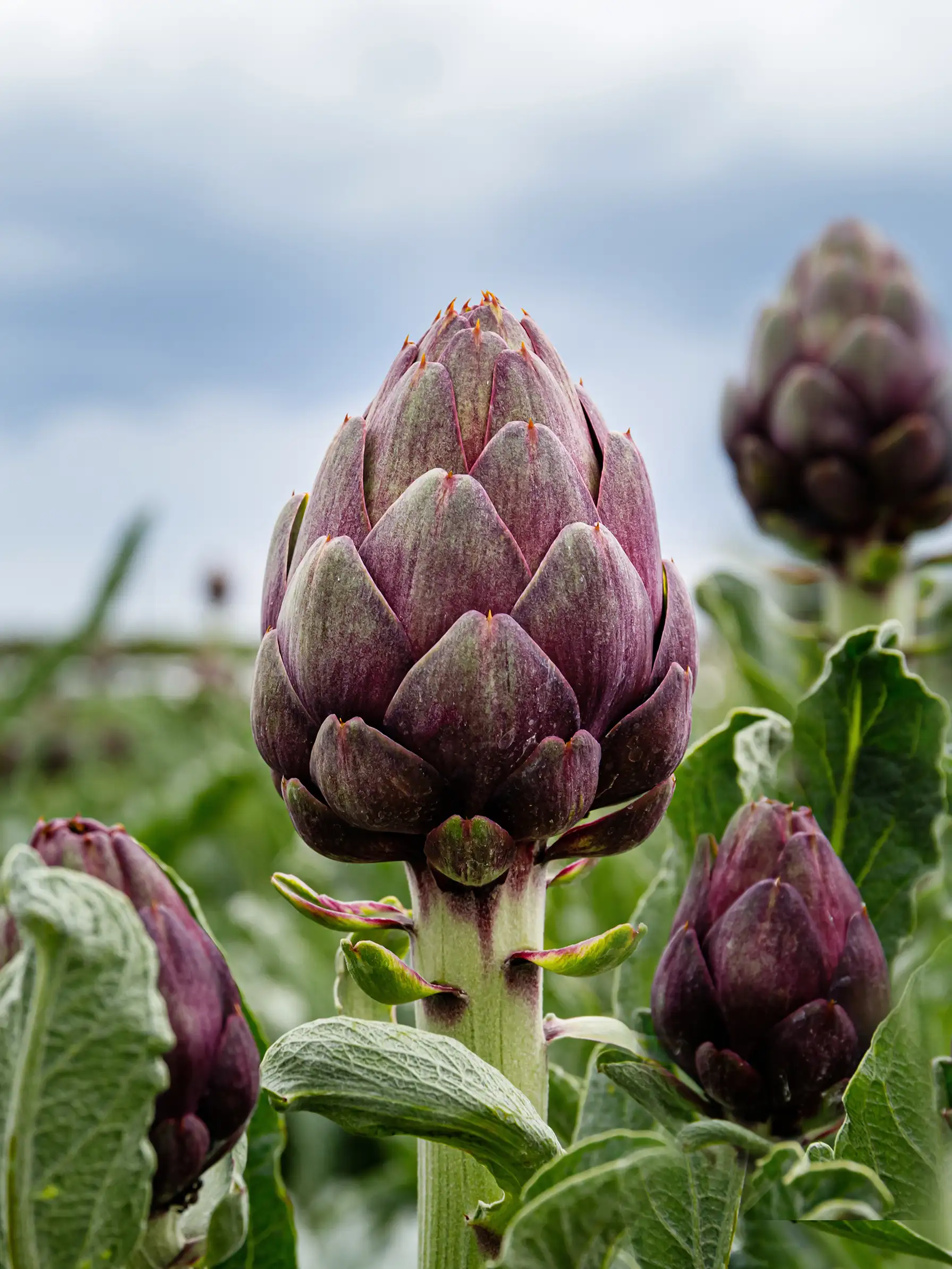 Kronärtskocka 'Purple Romagna' - Image 2