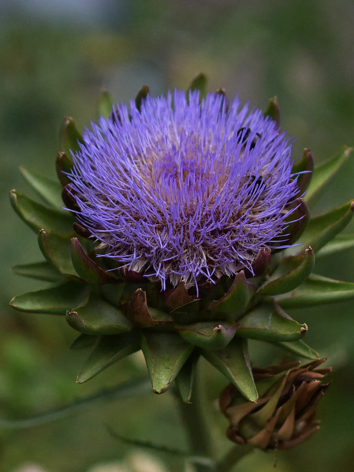 Kronärtskocka 'Purple Romagna' - Image 3