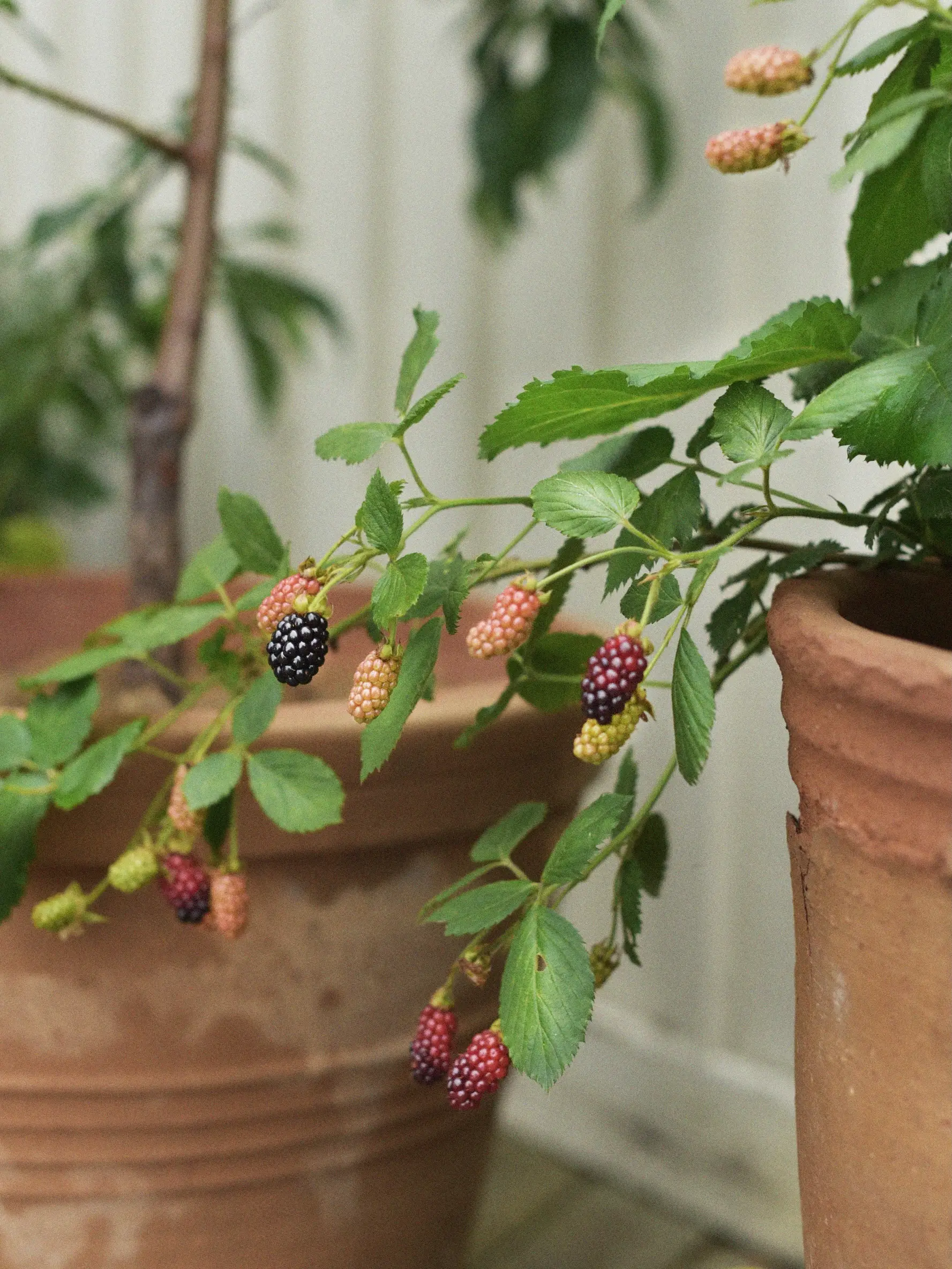 Miniatyrbild 1