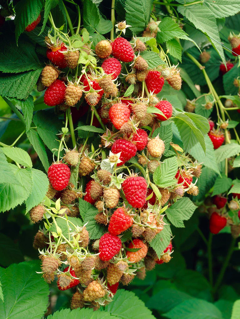 Krukhallon 'Raspberry Shortcake' - Image 3