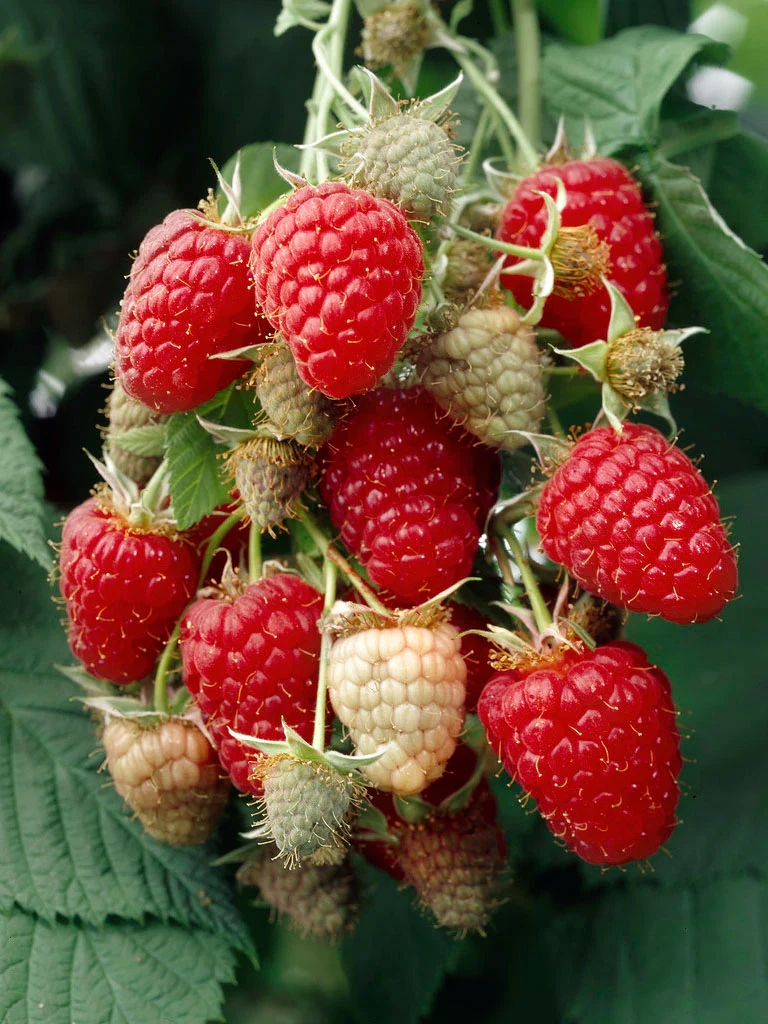 Krukhallon 'Raspberry Shortcake' - Image 4