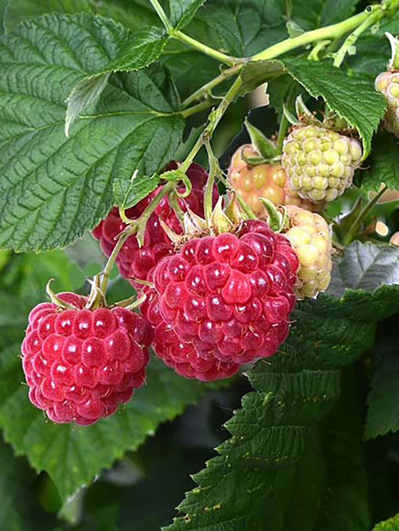 Krukhallon 'Raspberry Shortcake' - Image 5