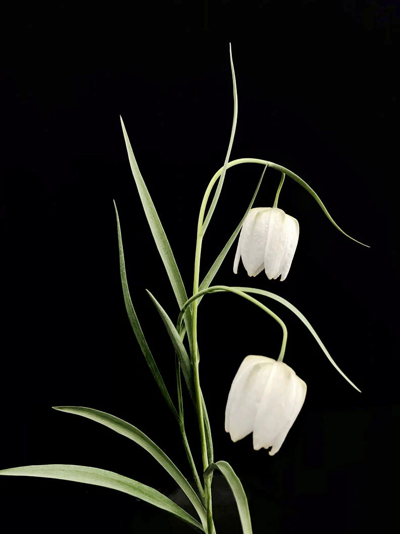 Miniatyrbild 2