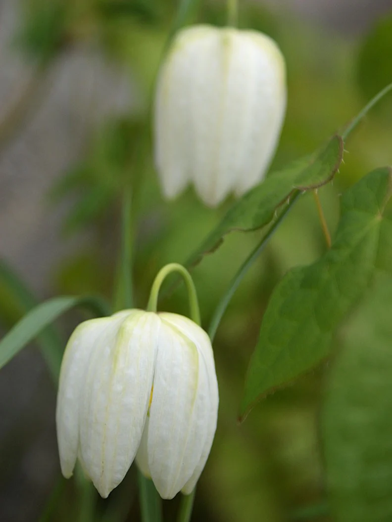 Kungsängslilja 'Alba' - Image 3