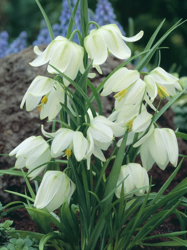 Kungsängslilja 'Alba' - Image 4
