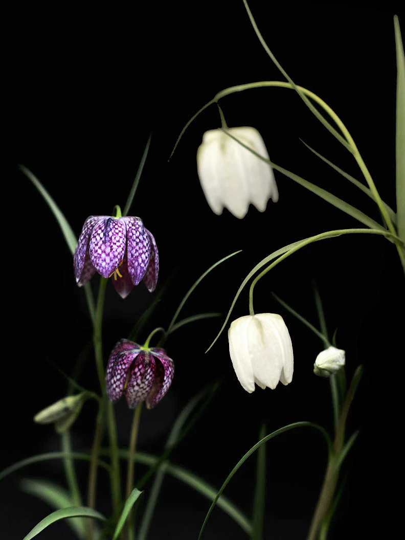 Miniatyrbild 1