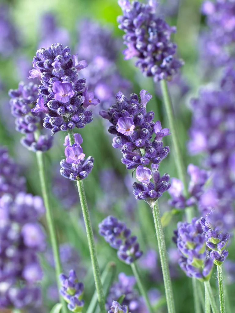 Lavendel 'Essence Purple', Stort exemplar - Image 2