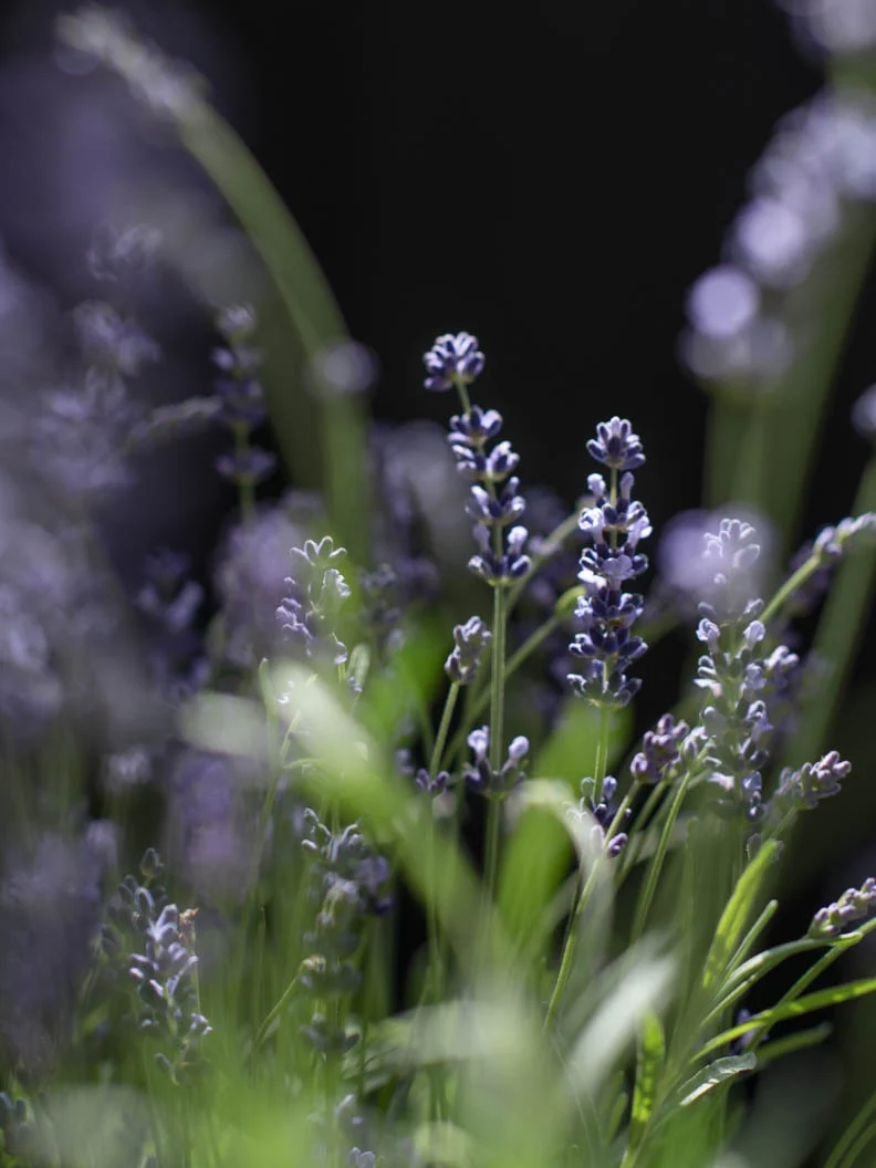 Miniatyrbild 1