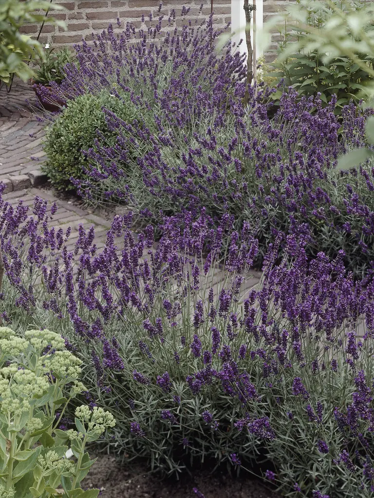 Lavendel 'Hidcote' - stort exemplar - Image 2