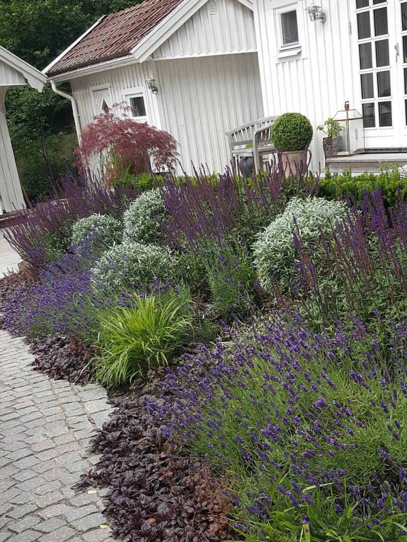 Lavendel 'Hidcote' - Image 3