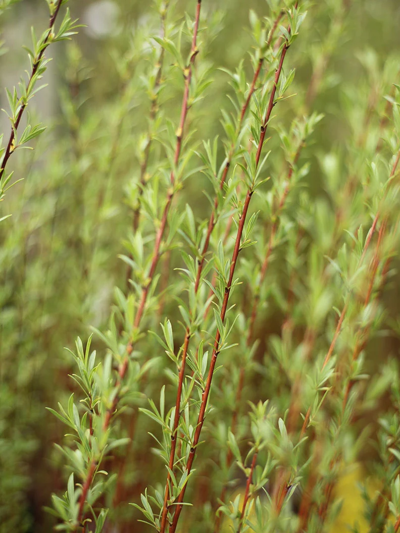 Litet rödvide 'Nana' - Image 5