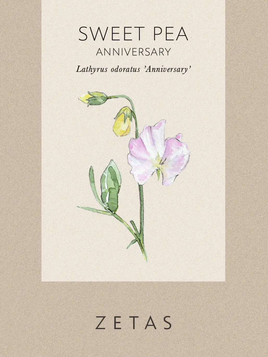Luktärt 'Anniversary' - Image 2