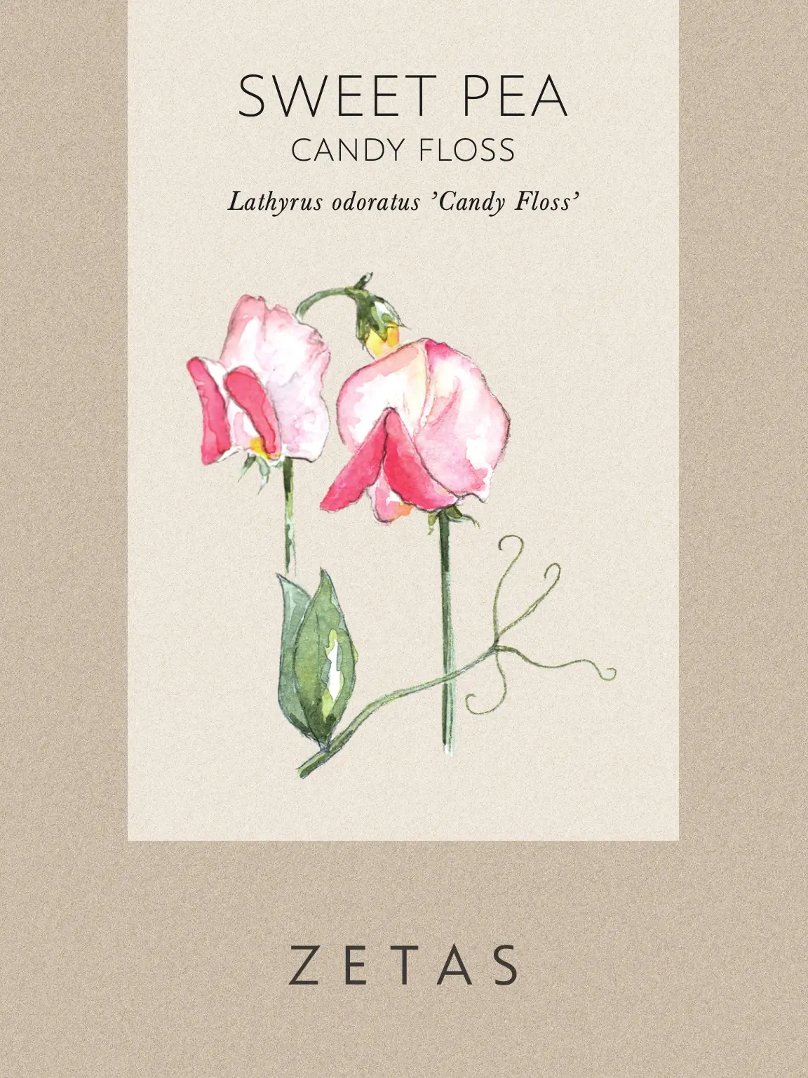 Luktärt ’Candy Floss’ - Image 2