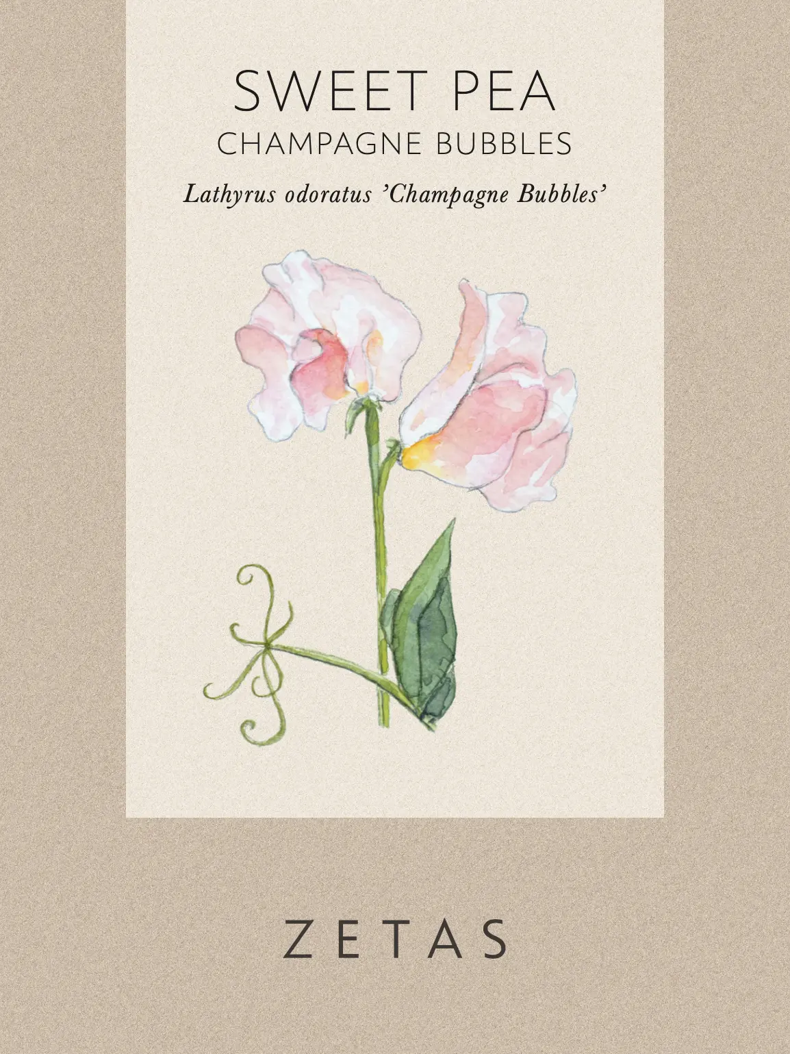 Luktärt 'Champagne Bubbles' - Image 2