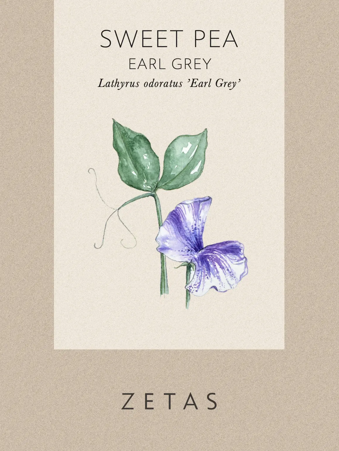 Luktärt 'Earl Grey' - Image 2