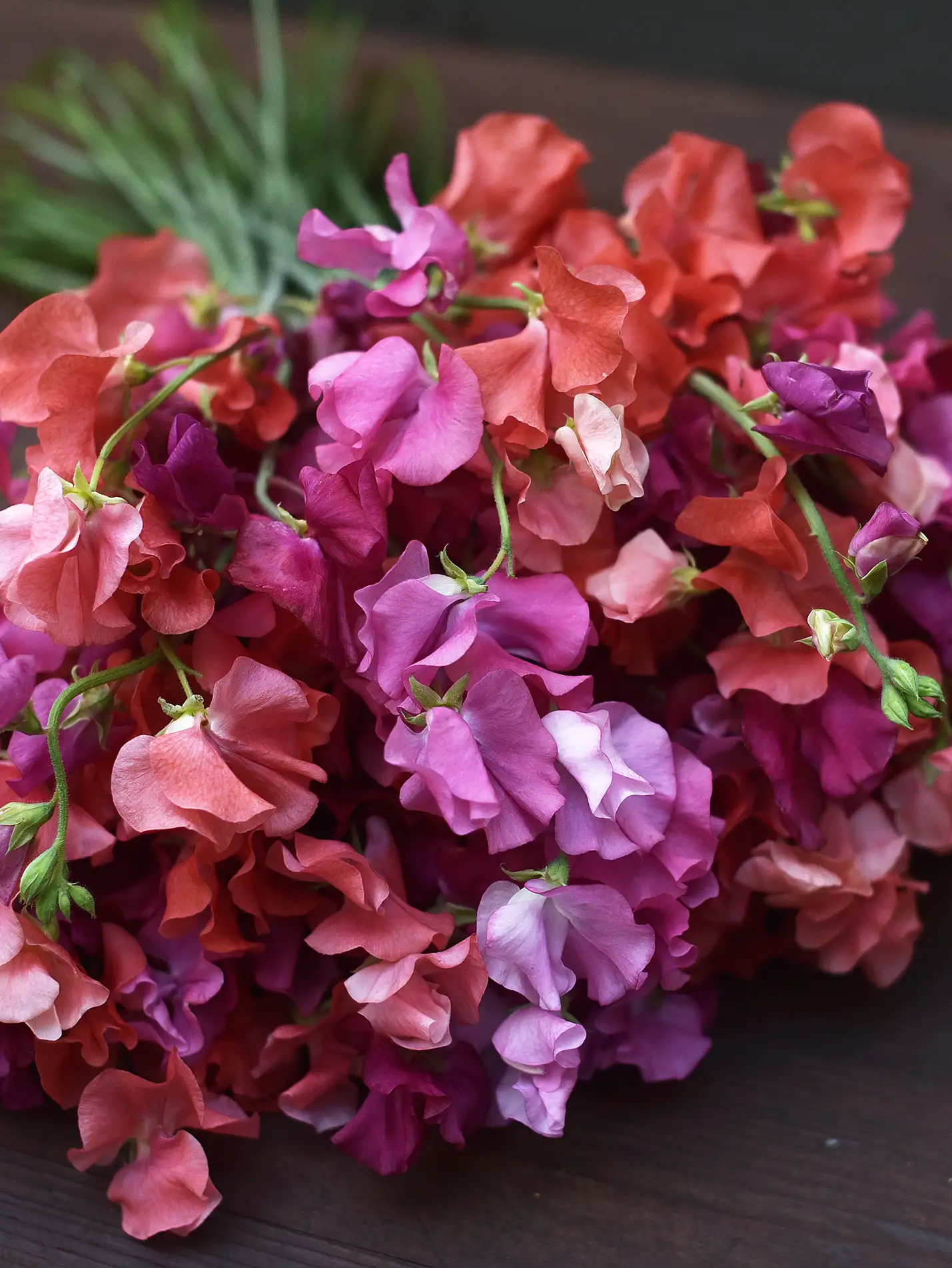 Luktärt 'Elegance Deep Rose' - Image 2