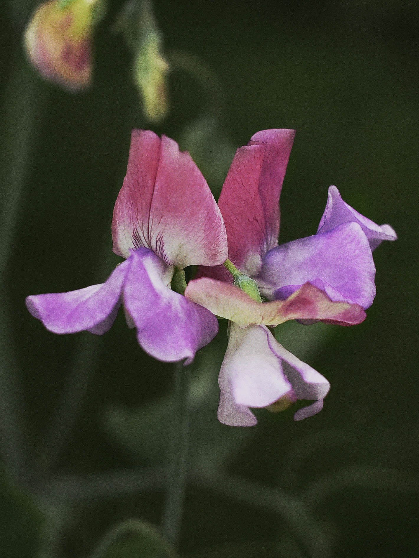 Luktärt 'Enchante' - Image 3