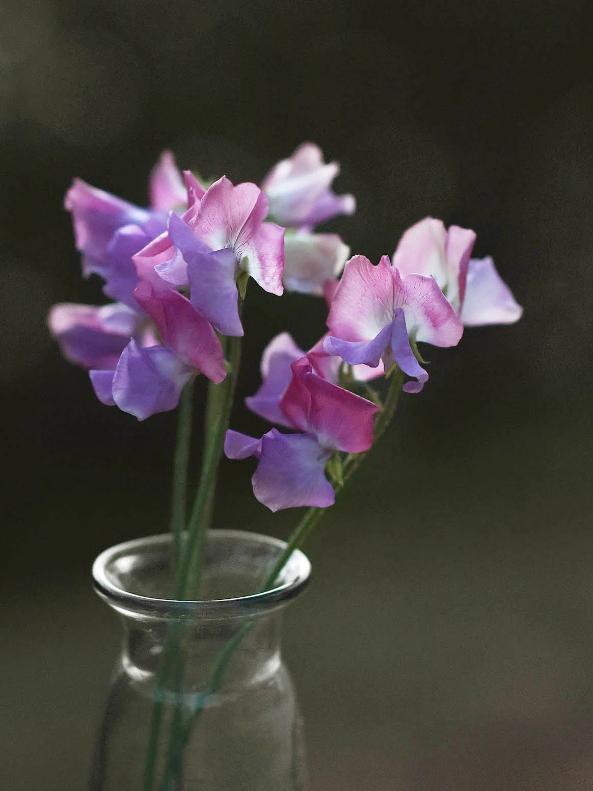 Luktärt 'Enchante' - Image 4