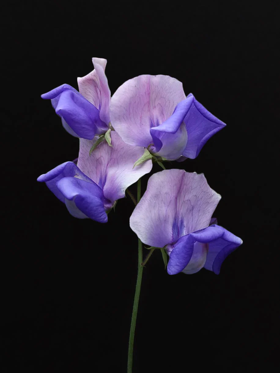 Miniatyrbild 1