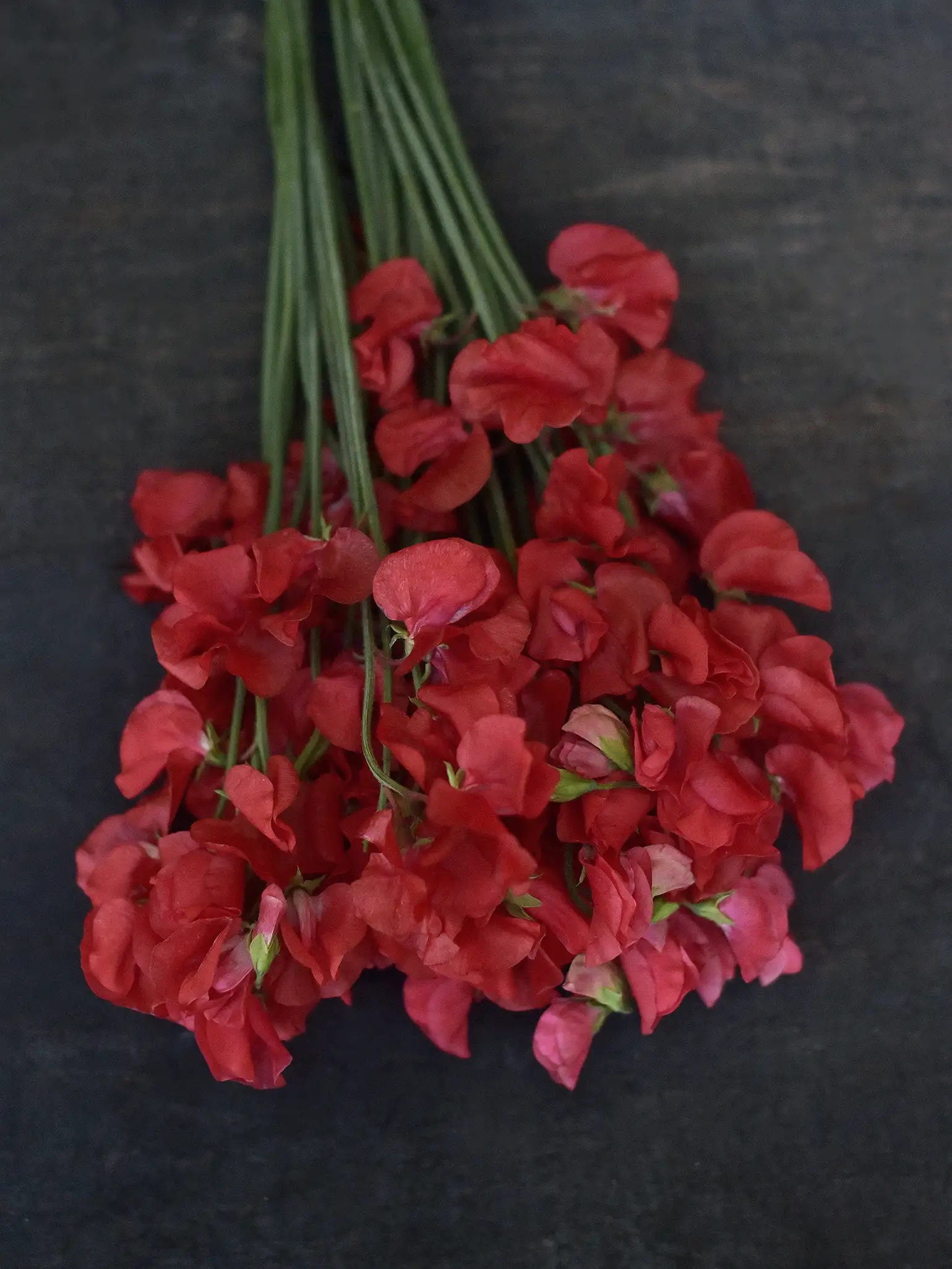 Luktärt 'Mammoth Scarlet' - Image 2