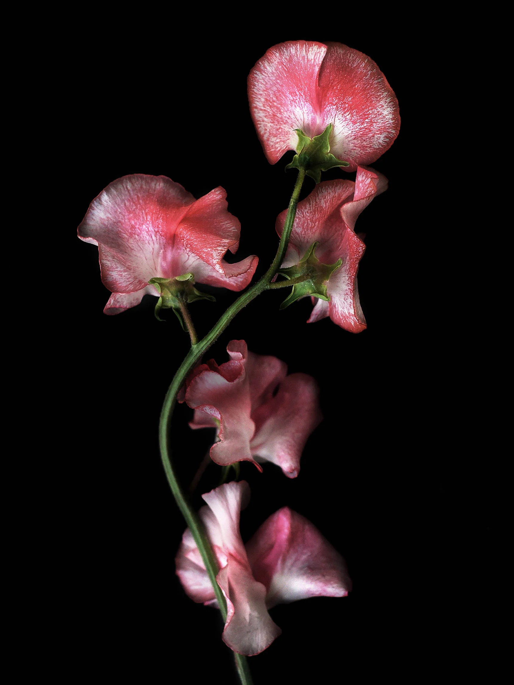 Luktärt ’Mars’ - Image 2