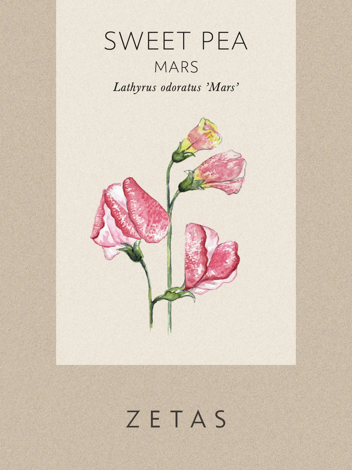 Luktärt ’Mars’ - Image 4