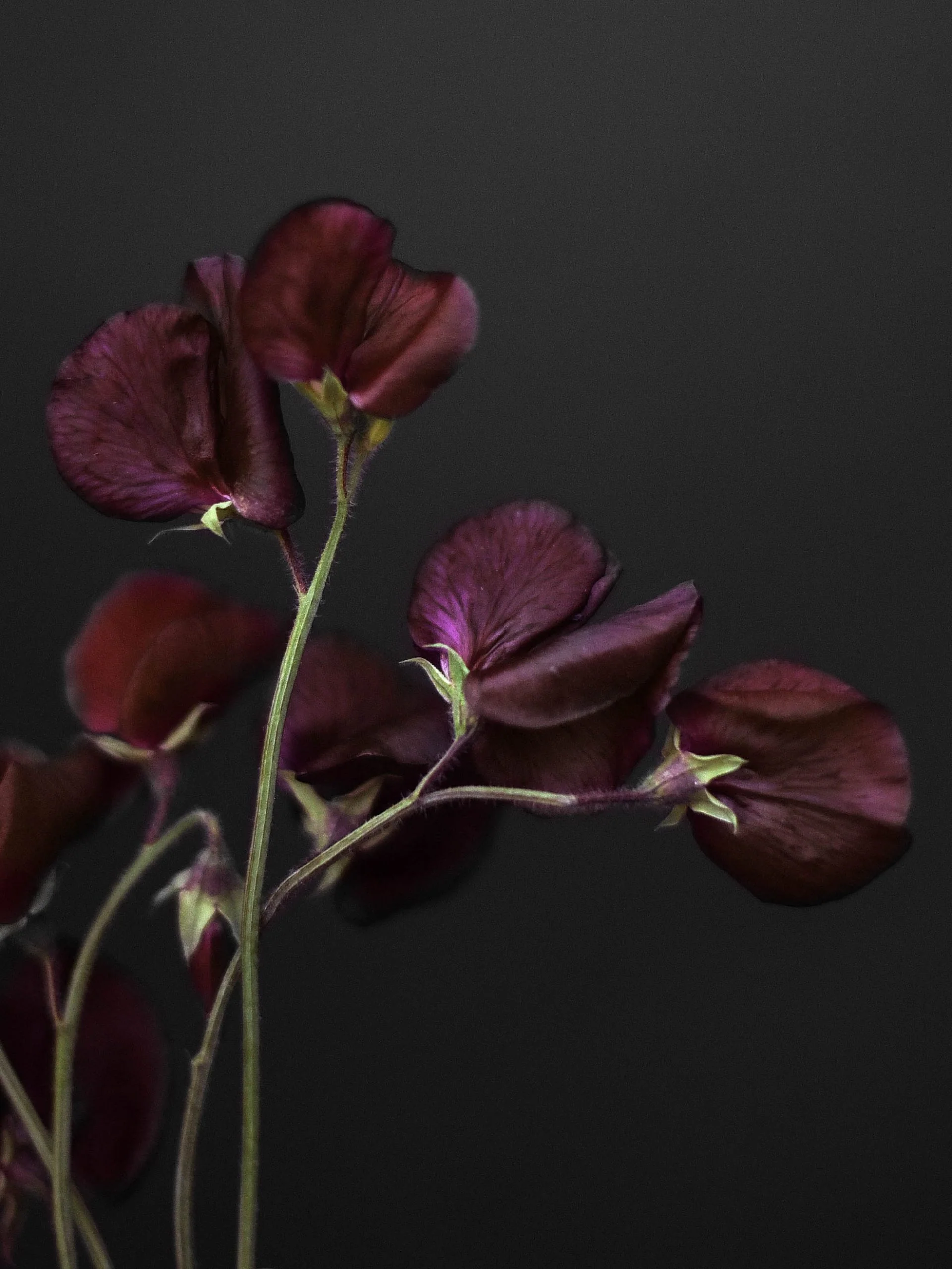 Luktärt 'Midnight' - Image 2