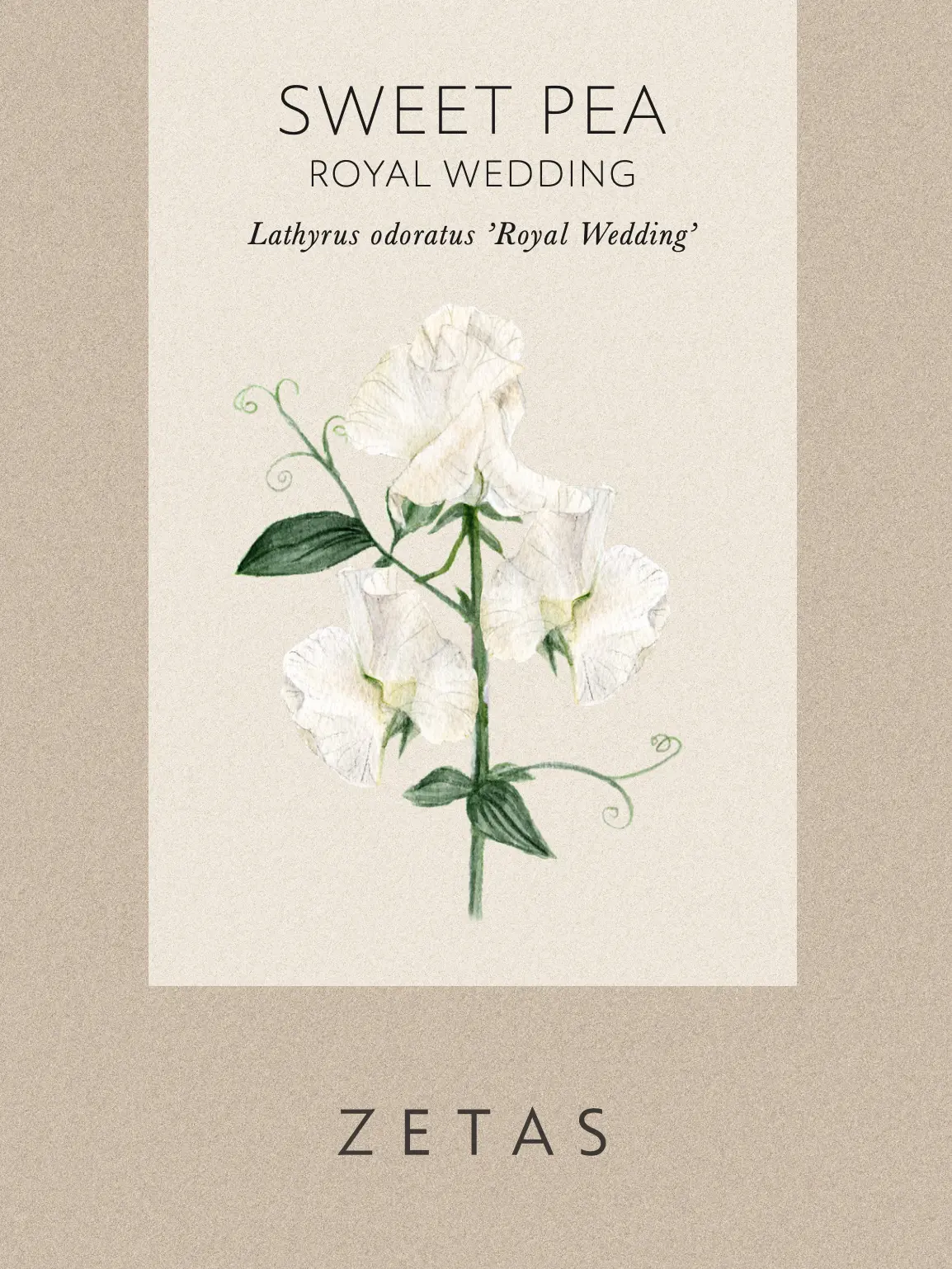 Luktärt ’Royal Wedding’ - Image 2