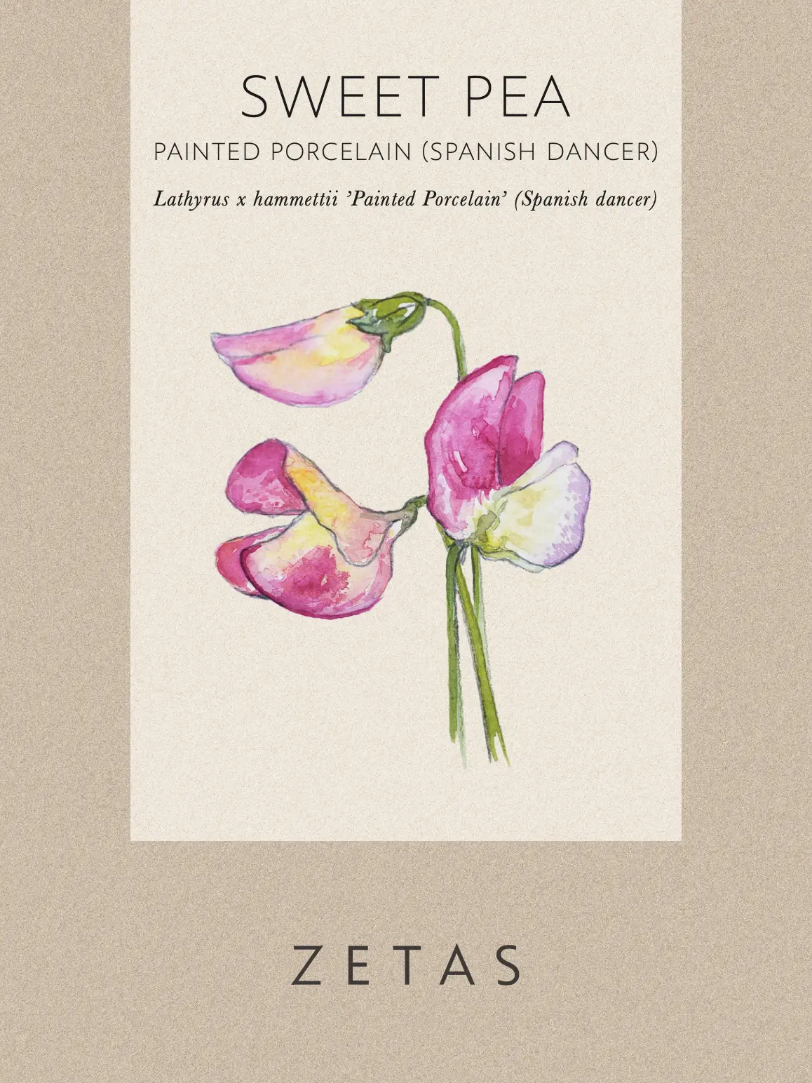 Luktärt ’Spanish Dancer’ - Image 2