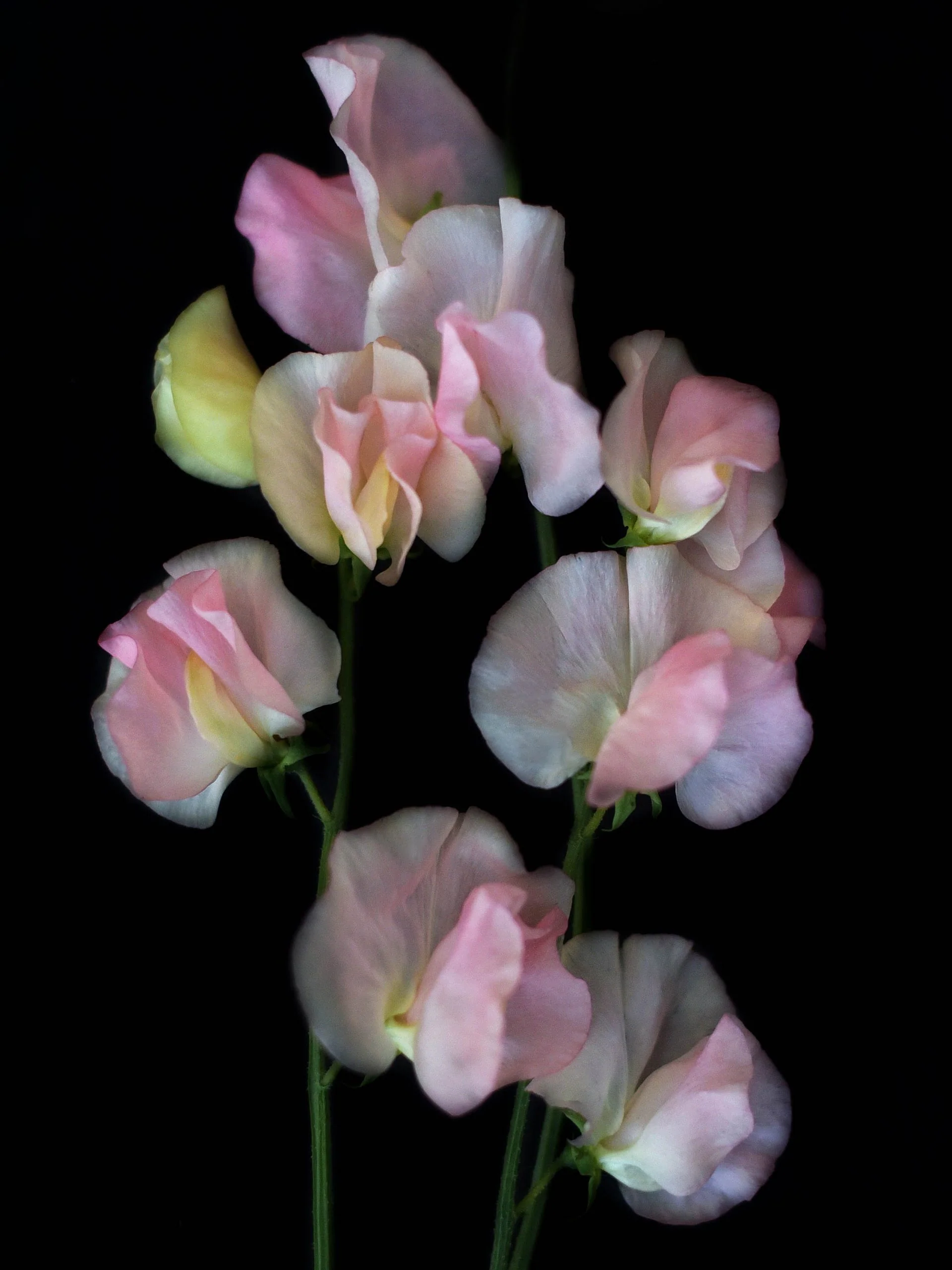 Luktärt 'Spring Sunshine Blush' - Image 2