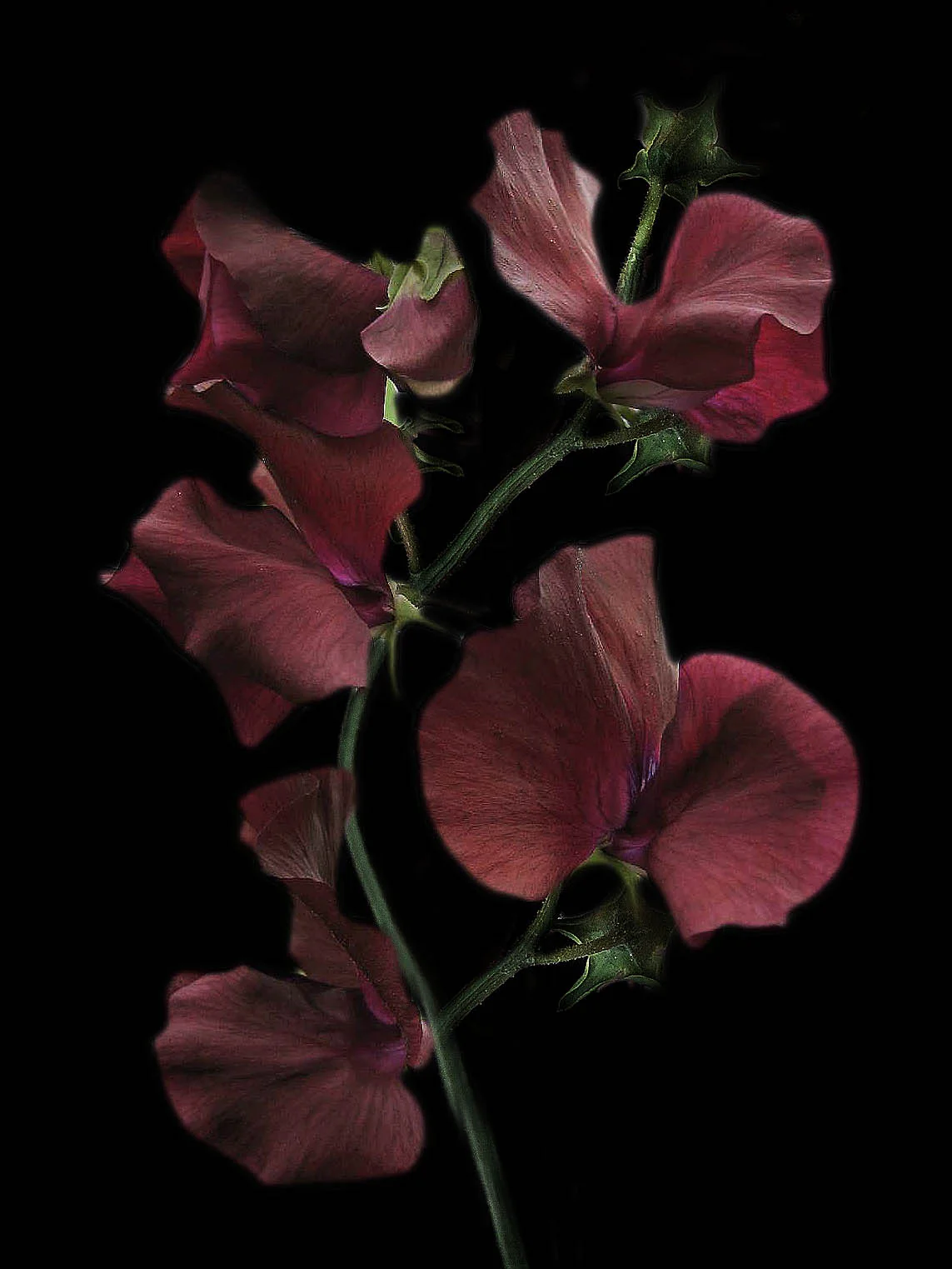 Luktärt 'Spring Sunshine Burgundy' - Image 2