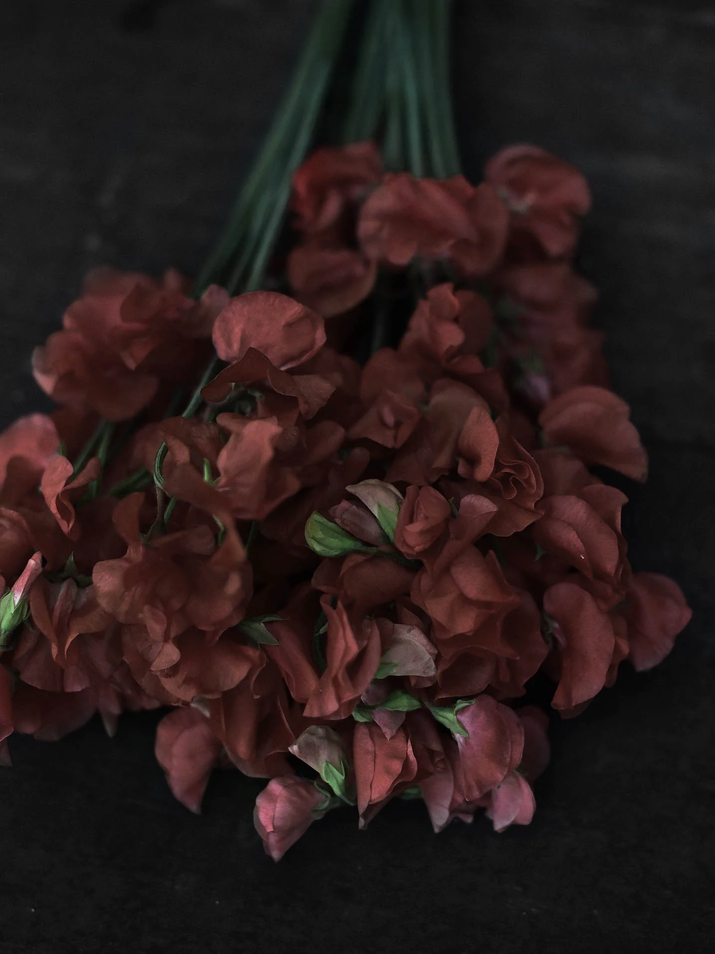 Luktärt 'Spring Sunshine Burgundy' - Image 3