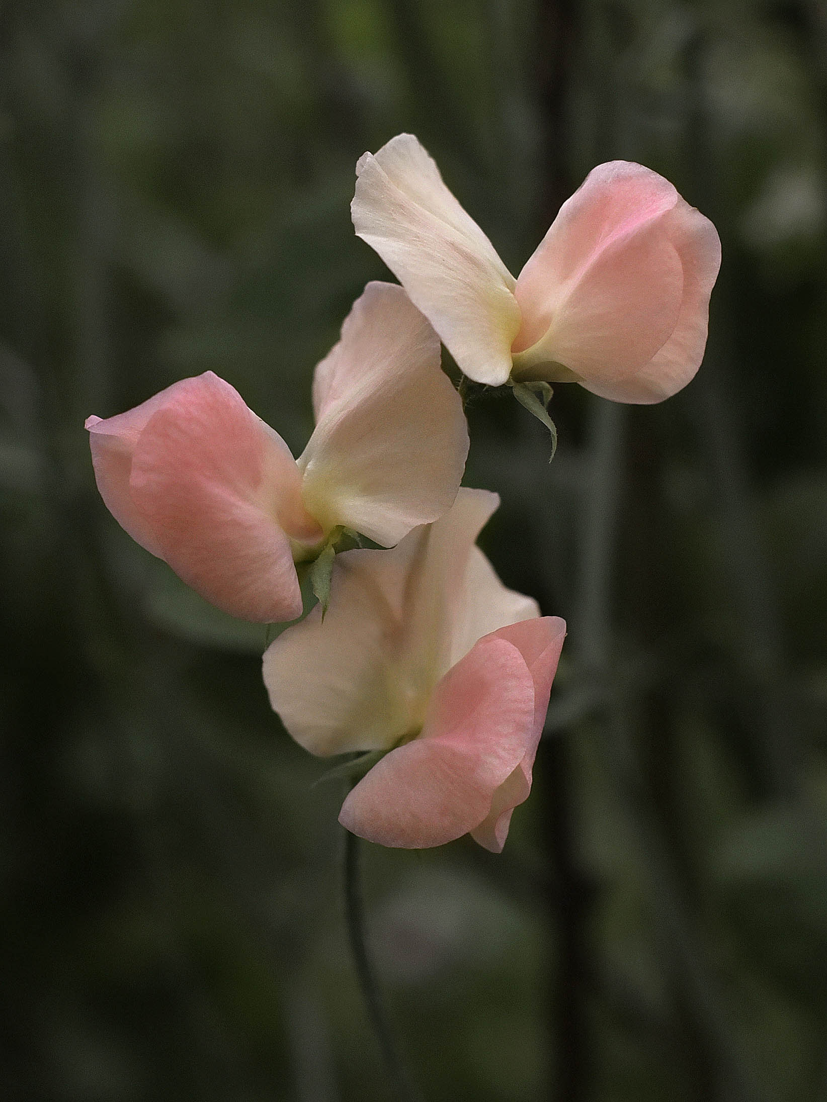 Luktärt 'Spring Sunshine Champagne' - Image 3