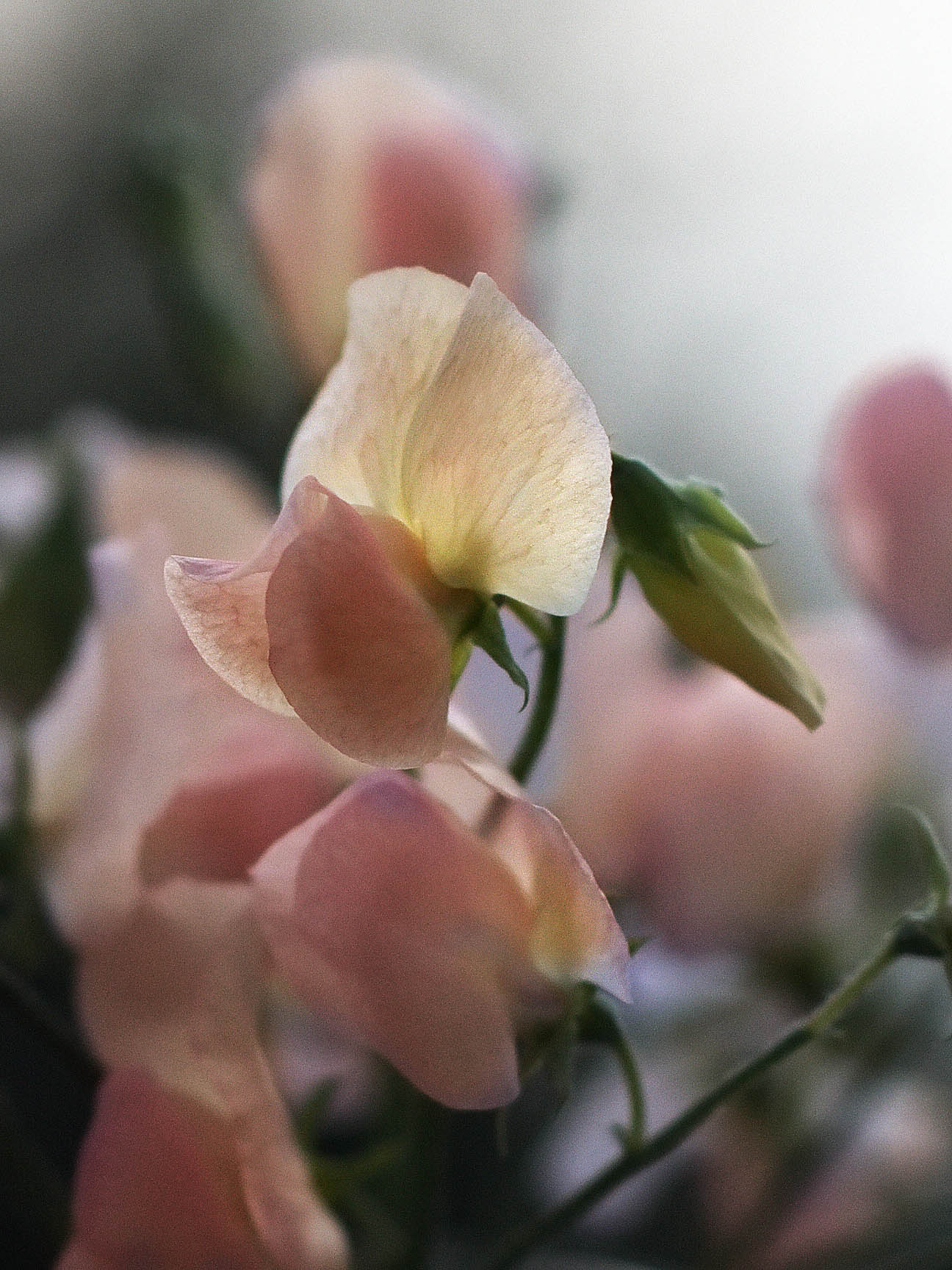 Luktärt 'Spring Sunshine Champagne' - Image 4