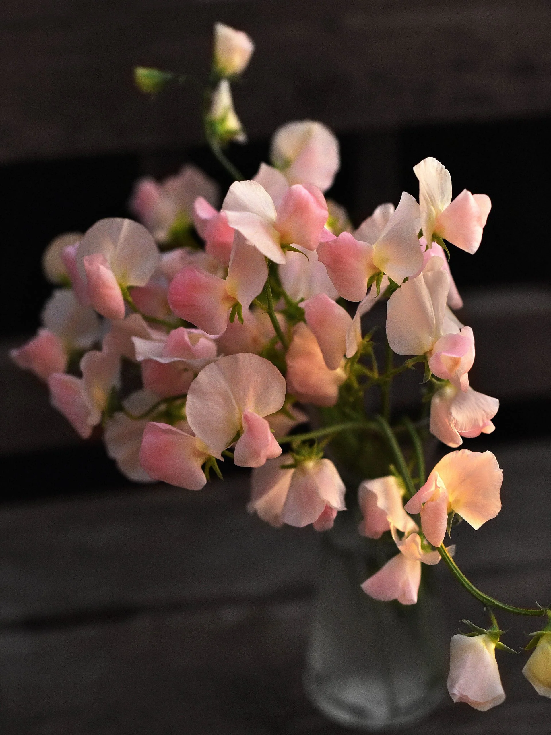 Luktärt 'Spring Sunshine Champagne' - Image 5