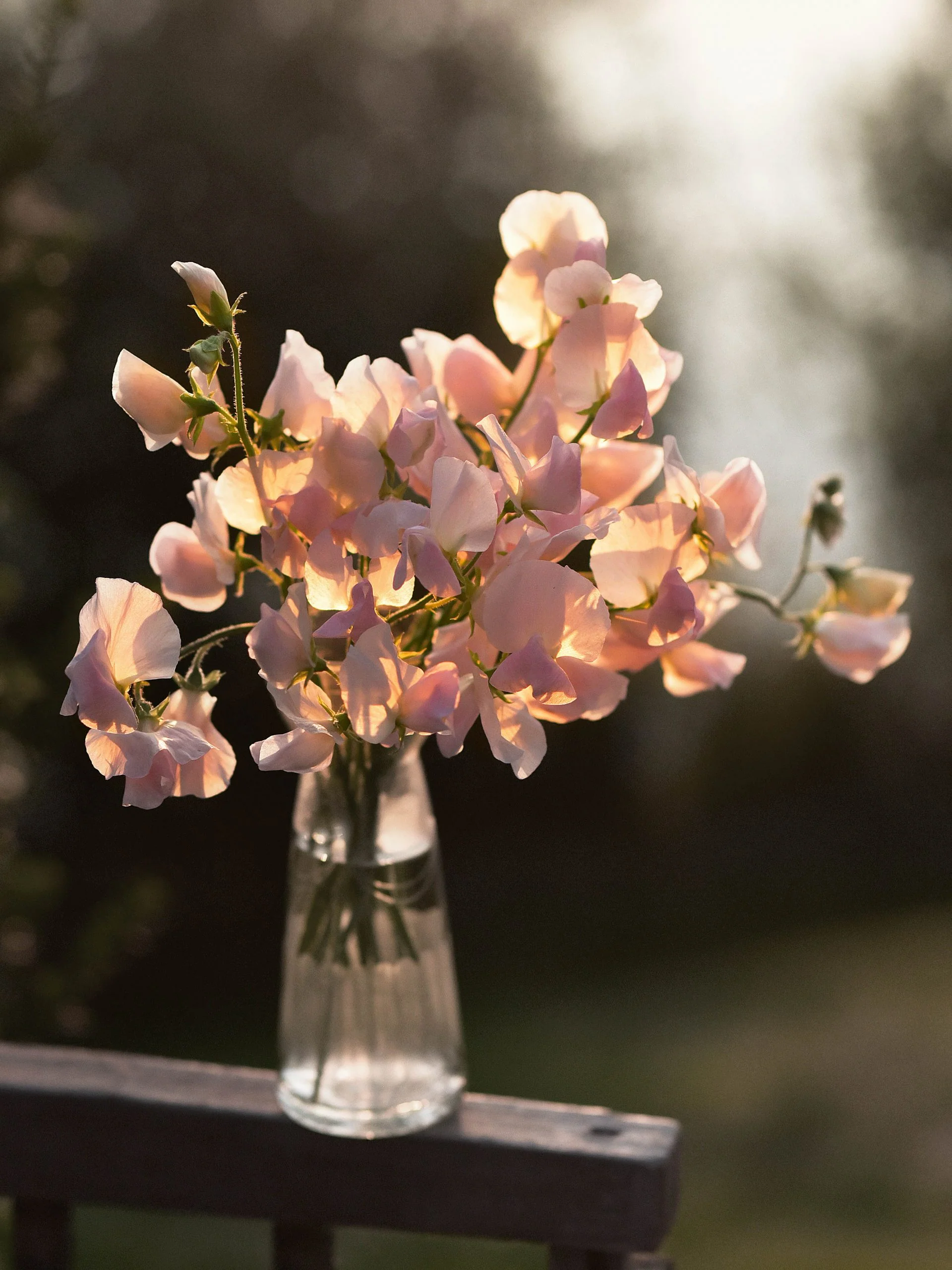 Luktärt 'Spring Sunshine Champagne' - Image 6