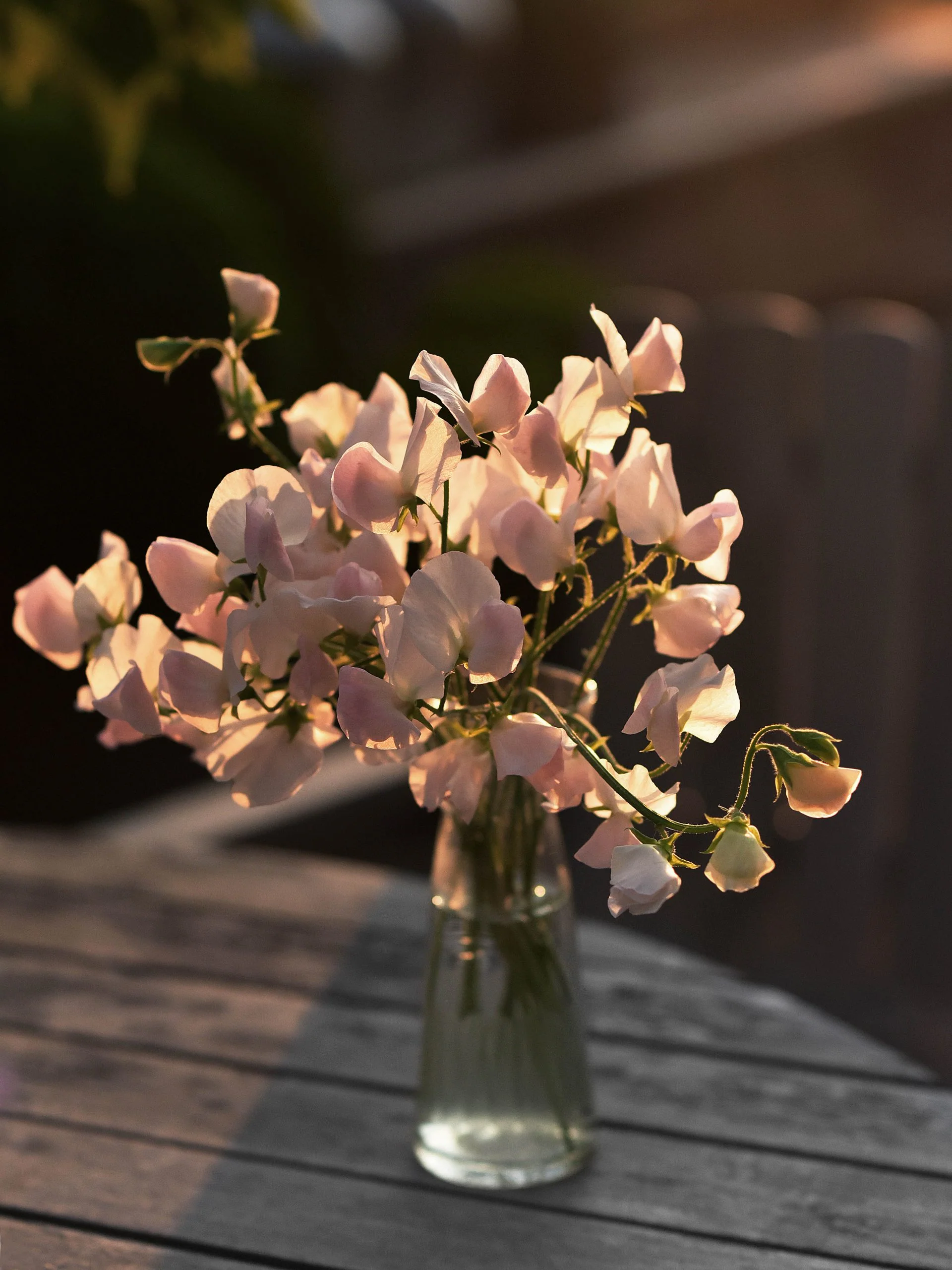 Luktärt 'Spring Sunshine Champagne' - Image 7