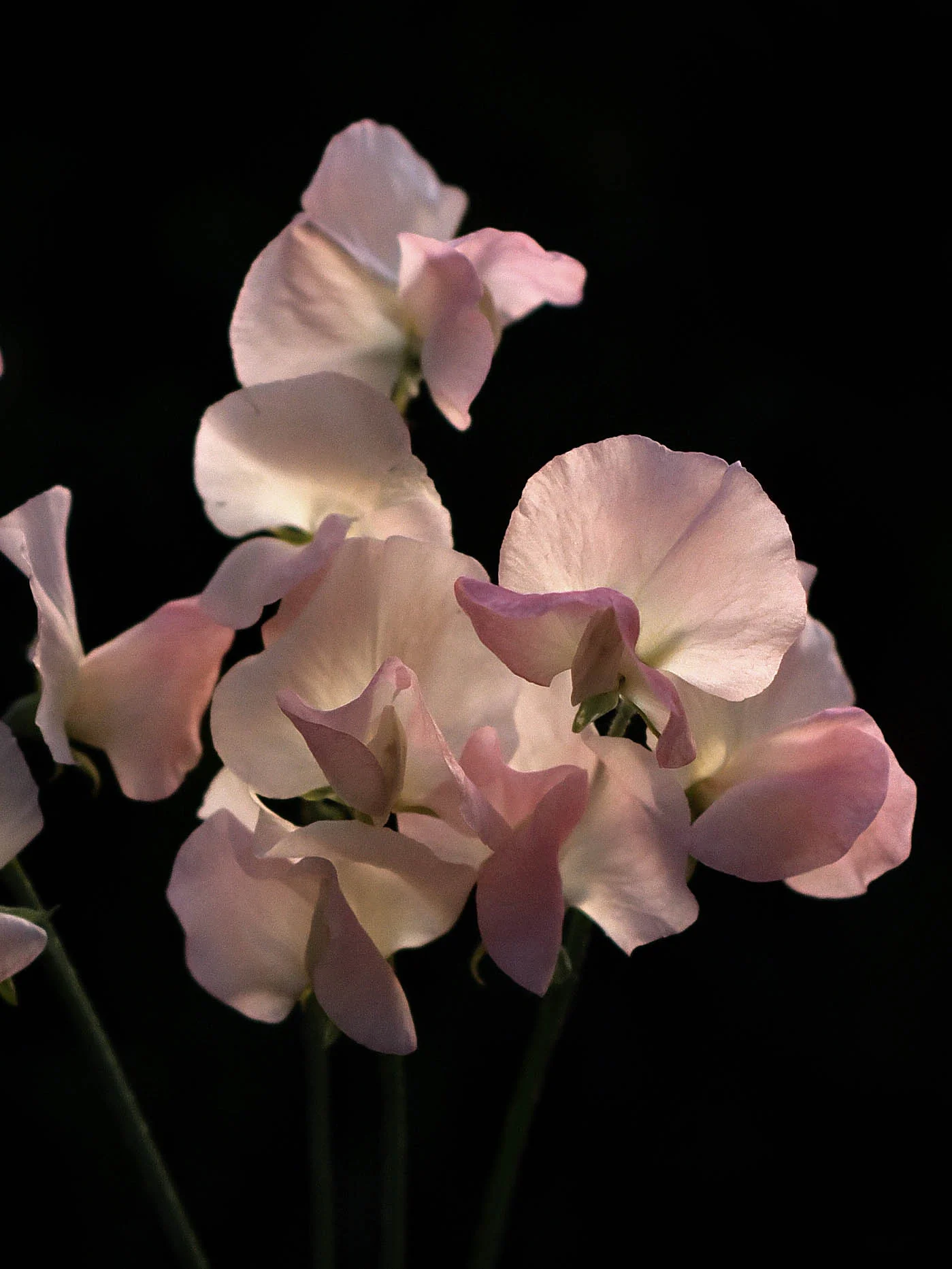 Luktärt 'Spring Sunshine Champagne' - Image 8