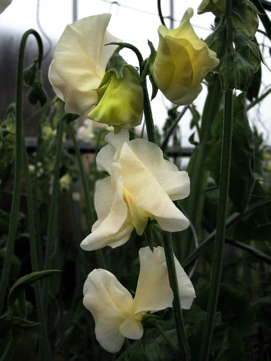 Luktärt 'Spring Sunshine Cream' - Image 3