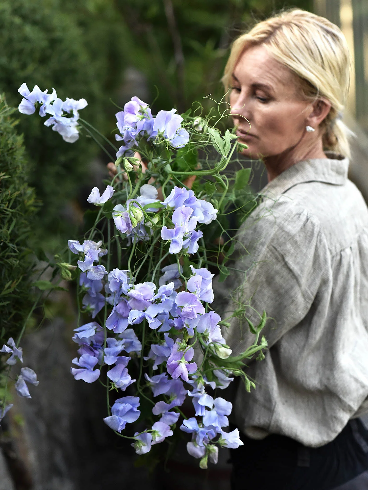 Luktärt 'Spring Sunshine Light Blue' - Image 2