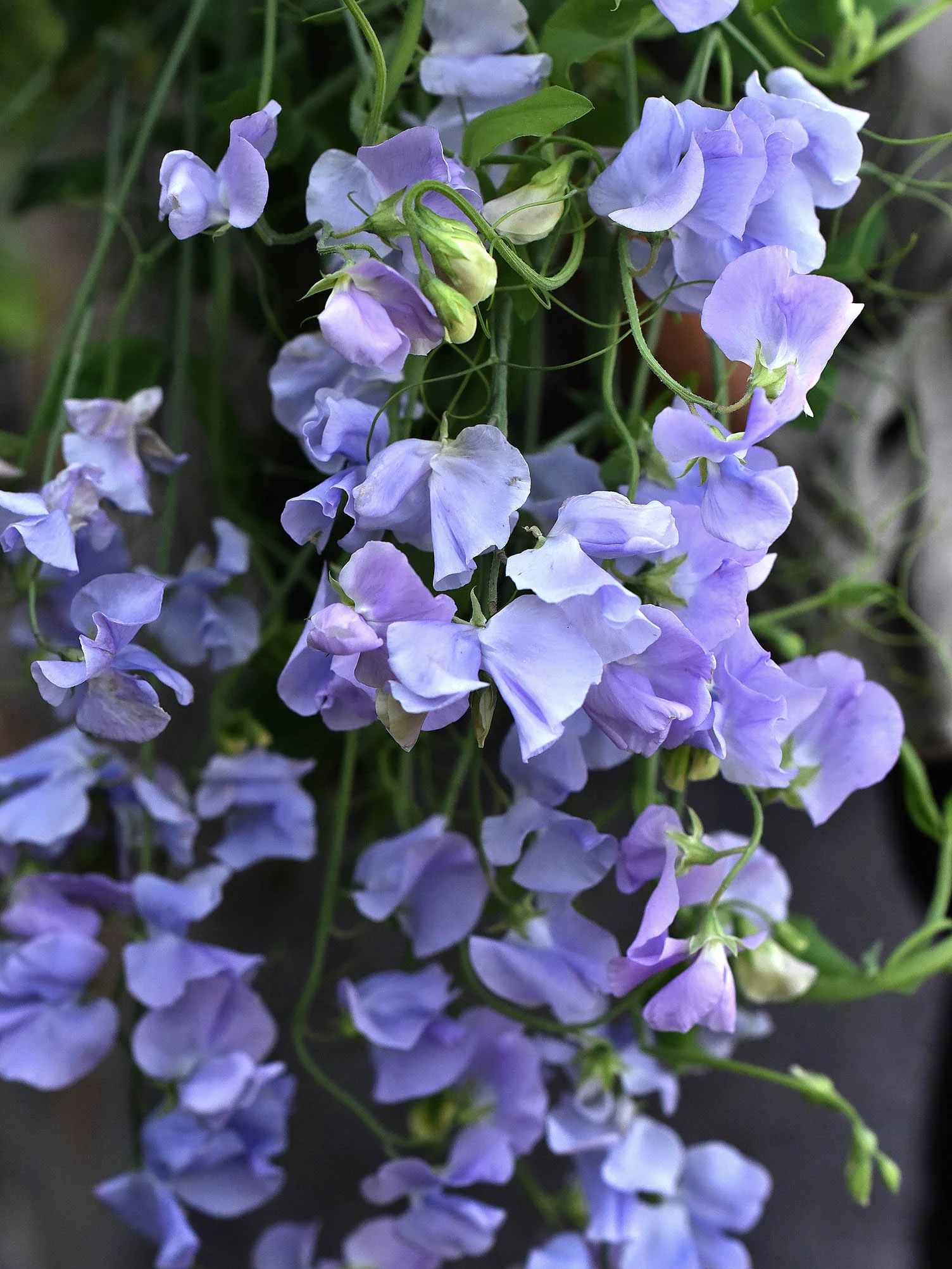 Luktärt 'Spring Sunshine Light Blue' - Image 3