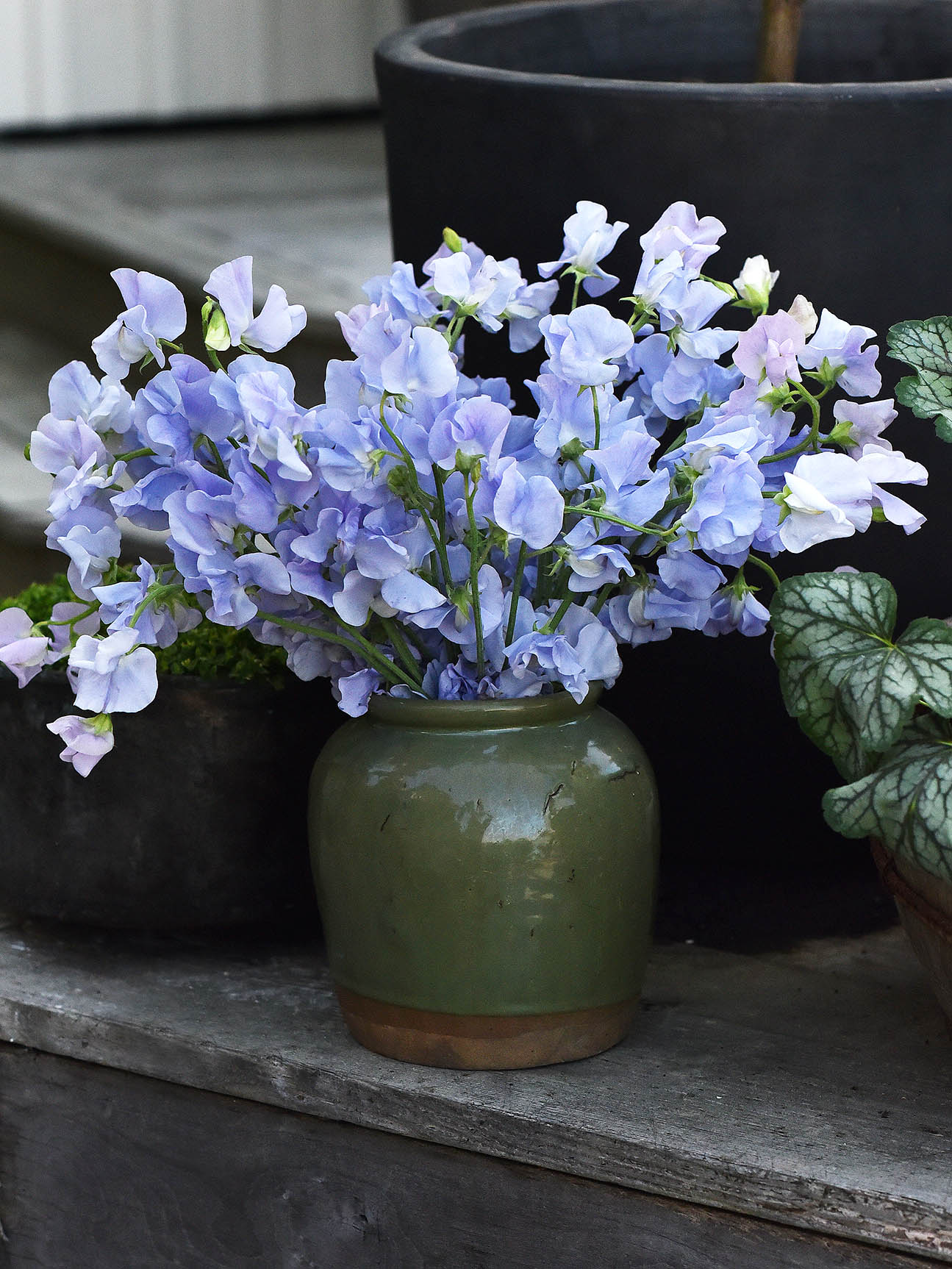 Luktärt 'Spring Sunshine Light Blue' - Image 4