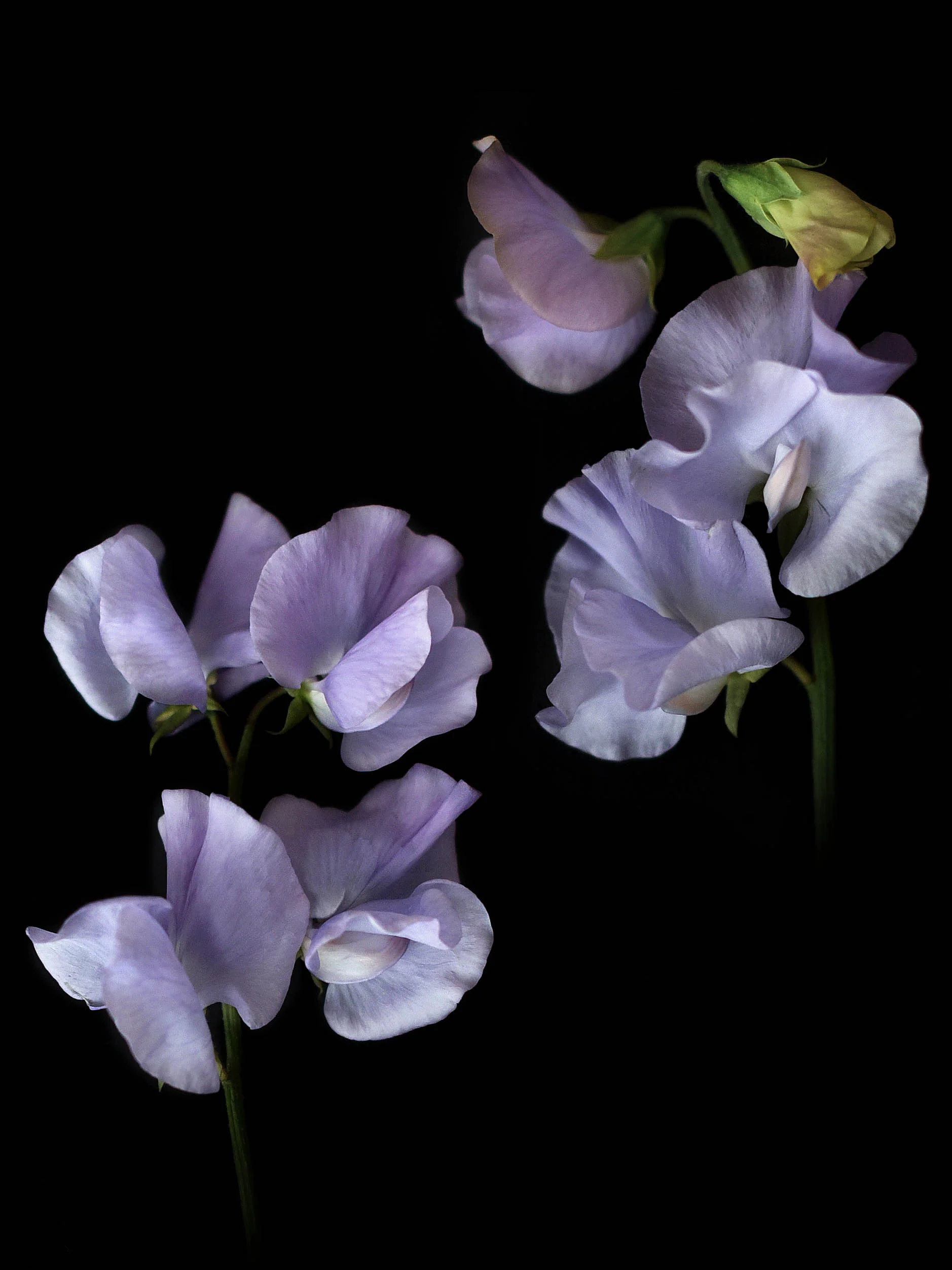 Luktärt 'Spring Sunshine Light Blue' - Image 5